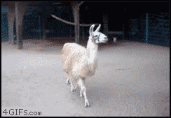 Do not want reaction gifs